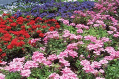 ���a�@�J�E���Z�����O