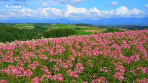 ���B��Q�@�O���[�]�[��